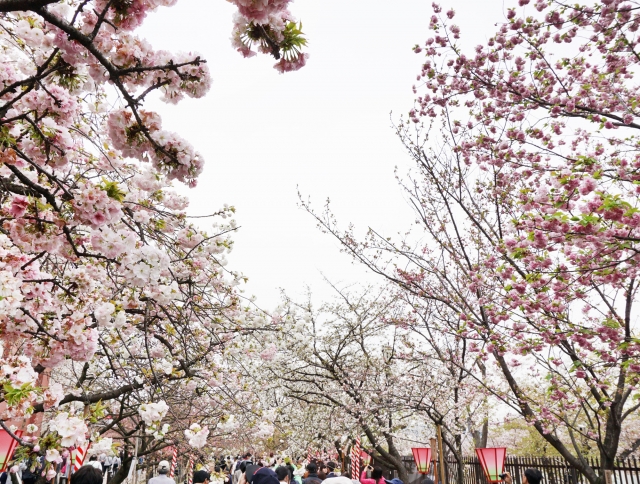大阪造幣局の2017年桜の通り抜けはいつ開催される？アクセスは？